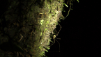 Female Harvestman