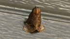 Macadamia Cup Moth
