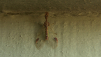 Mantispid Lacewing