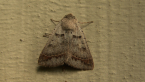 Noctuid Moth
