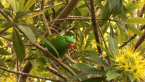 Scaly-breasted Lorikeet