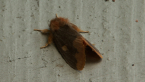 Lymantriid Moth