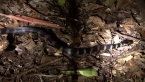 Stephen's Banded Snake