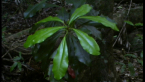 Marbled Baloghia