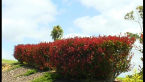 Photinia Red Robin