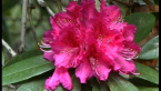 Rhododendron
