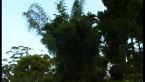 Clumping Bamboo