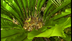 Bird's Nest Fern