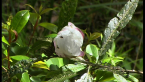 Native Rosella 1