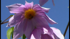 Tree Dahlia
