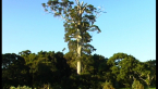 Flooded Gum Tree