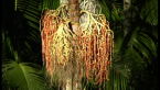 Piccabeen Palm