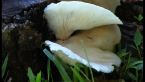 Tree Mushroom