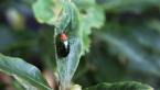 Pittosporum Leaf Beetle