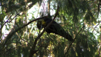 Glossy Black Cockatoo