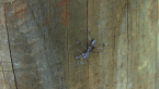 Longicorn Beetle