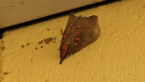 Cambrid Moth