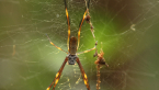 Tiger Spider
