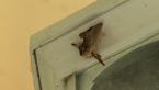 Limacodid Moth