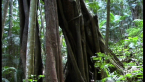 Moreton Bay Fig Tree