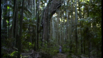Moreton Bay Fig Tree