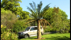 Cycad