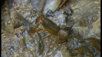 Freshwater Crayfish