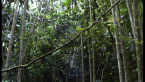 Rainforest Vine