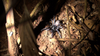 Funnel-web Spider