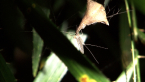 Mayfly