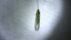 Green Lacewing