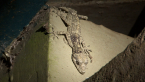 Leaf-tailed Gecko