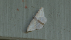 Unidentified Moth
