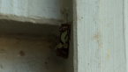 Green Blotched Moth