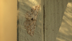 Loop-line Bark Moth