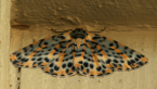 Arch Moth