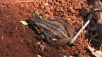 Striped Marsh Frog