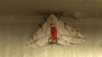 Dark-spotted Tiger Moth