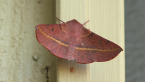 Pink-bellied Moth
