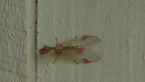 Mantispid Lacewing