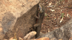 Eastern Water Dragon
