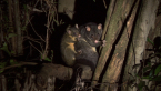 Short-eared Brushtail Possum