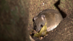 Fawn-footed Melomys