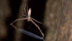 Rufous Net-casting Spider