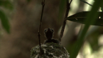 Spectacled Monarch Chick