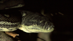 Carpet Python