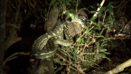 Carpet Python