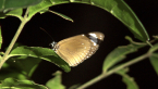 Purple Crow Butterfly