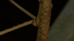 Titan Stick Insect