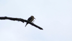 Kookaburra With Snake